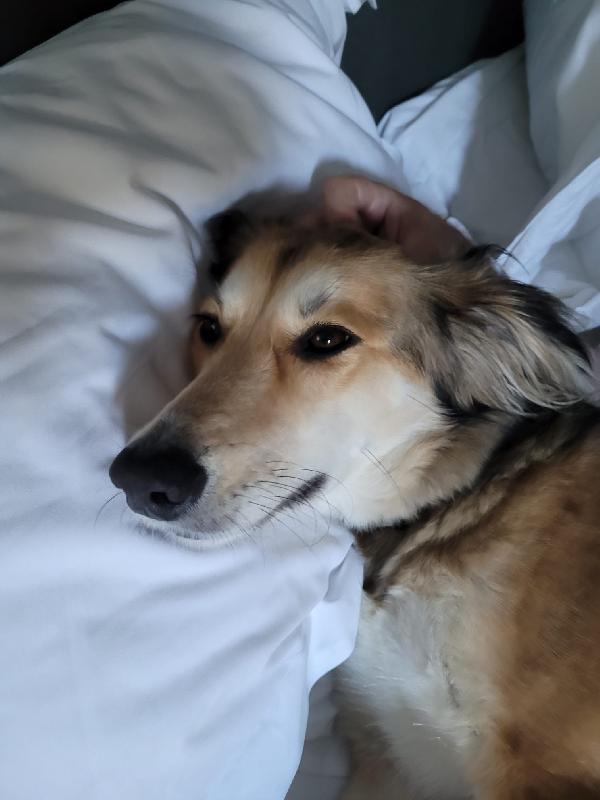 ✨ Maggie, la forza di chi ha conosciuto il dolore ma sogna solo amore ✨ Foto 3